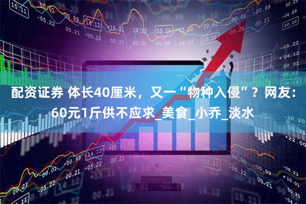 配资证券 体长40厘米，又一“物种入侵”？网友：60元1斤供不应求_美食_小乔_淡水